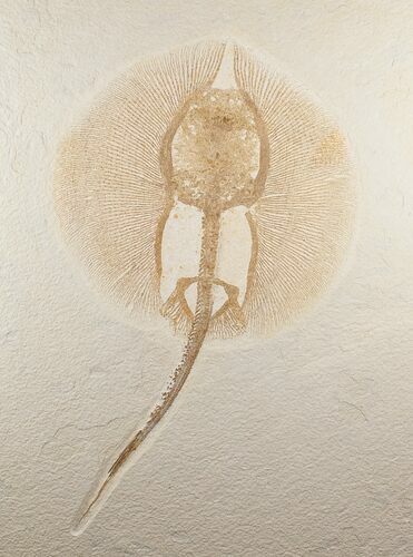 Large Heliobatis Stingray Fossil - Rare #16923